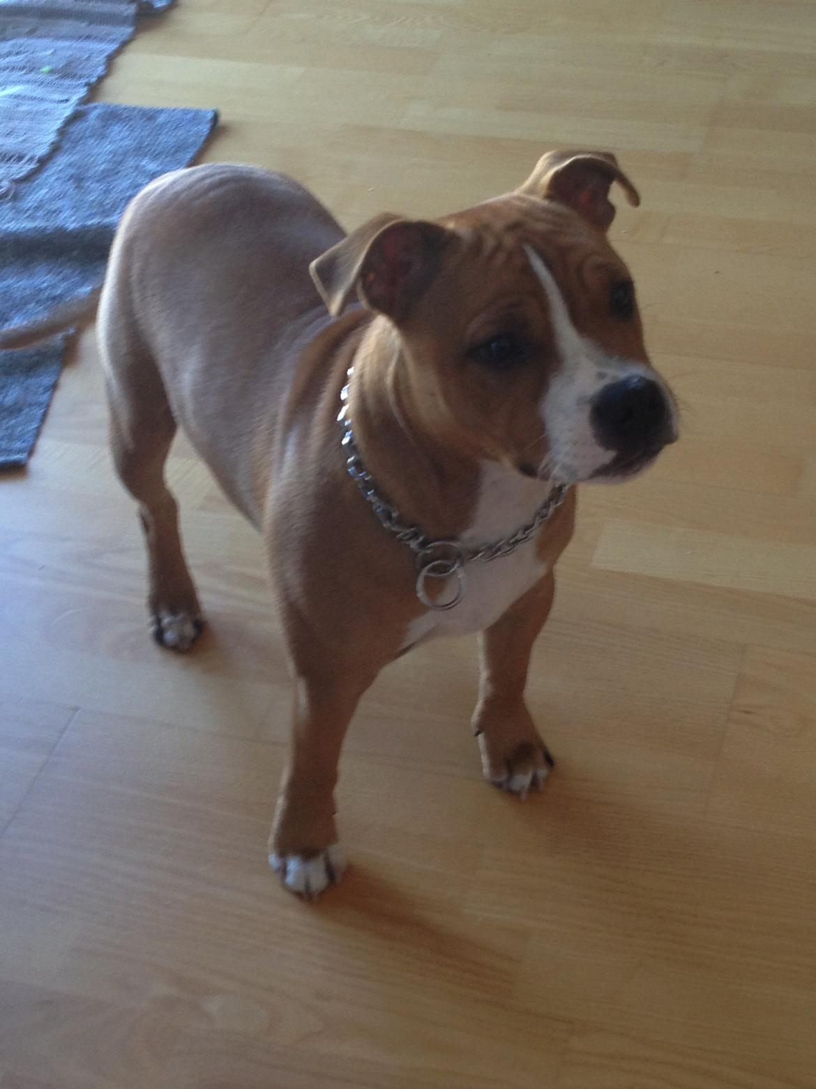 Staffordshire bull terrier Deestaff. Through Mr. Bou. Aka Brady billede 10