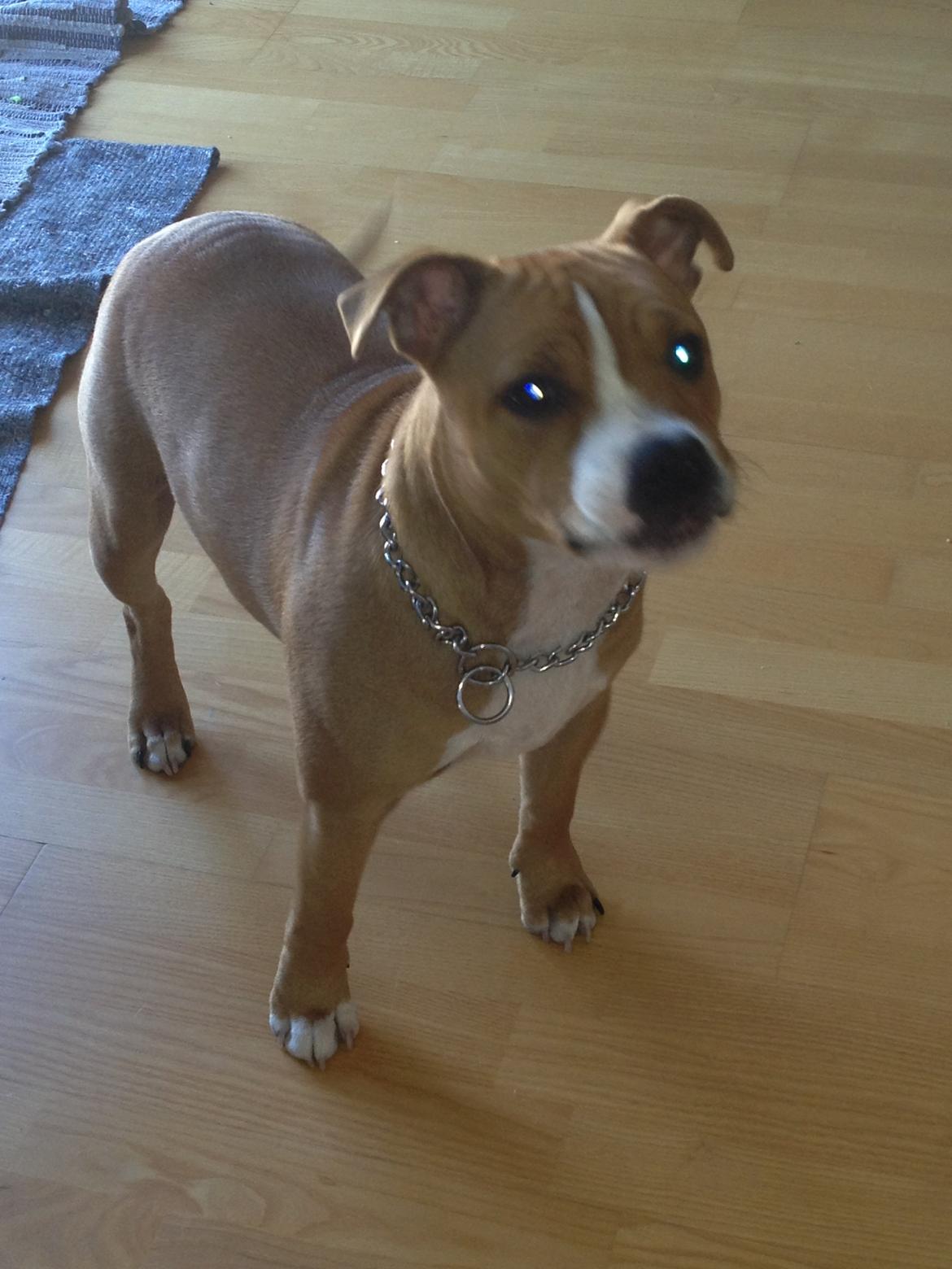 Staffordshire bull terrier Deestaff. Through Mr. Bou. Aka Brady billede 11