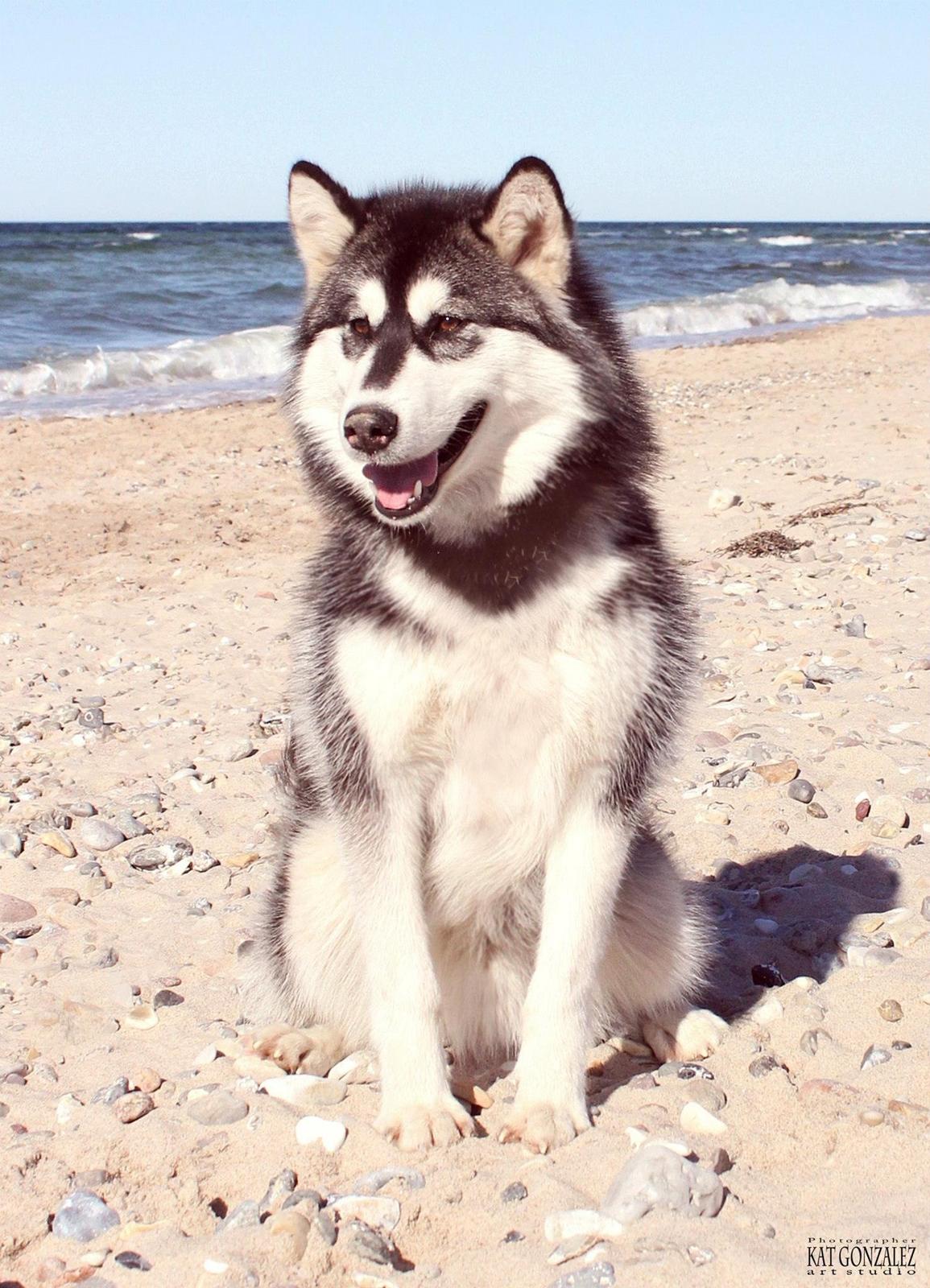 Blanding af racer Loke billede 3