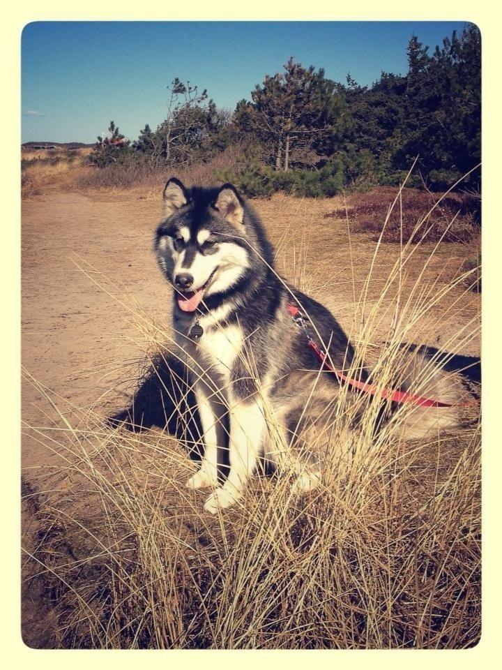 Blanding af racer Loke billede 8