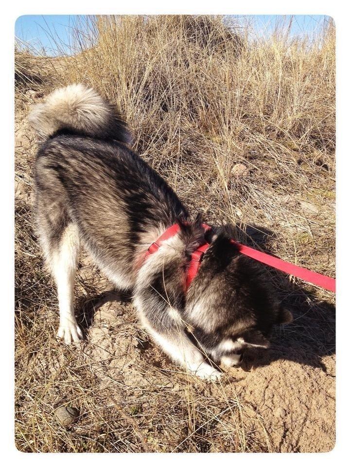 Blanding af racer Loke billede 7