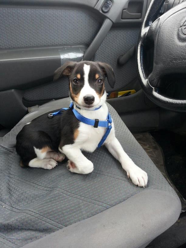 Dansk svensk gaardhund Kvik billede 1