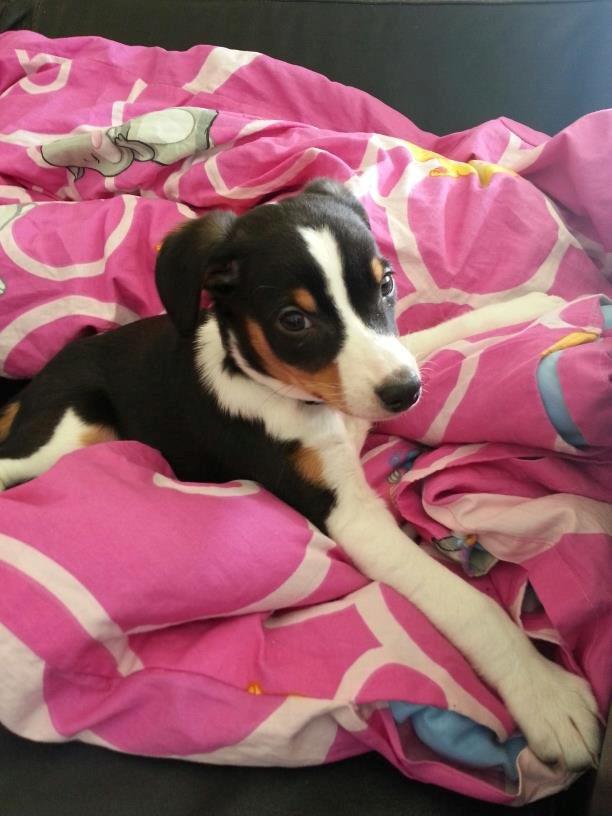 Dansk svensk gaardhund Kvik billede 2