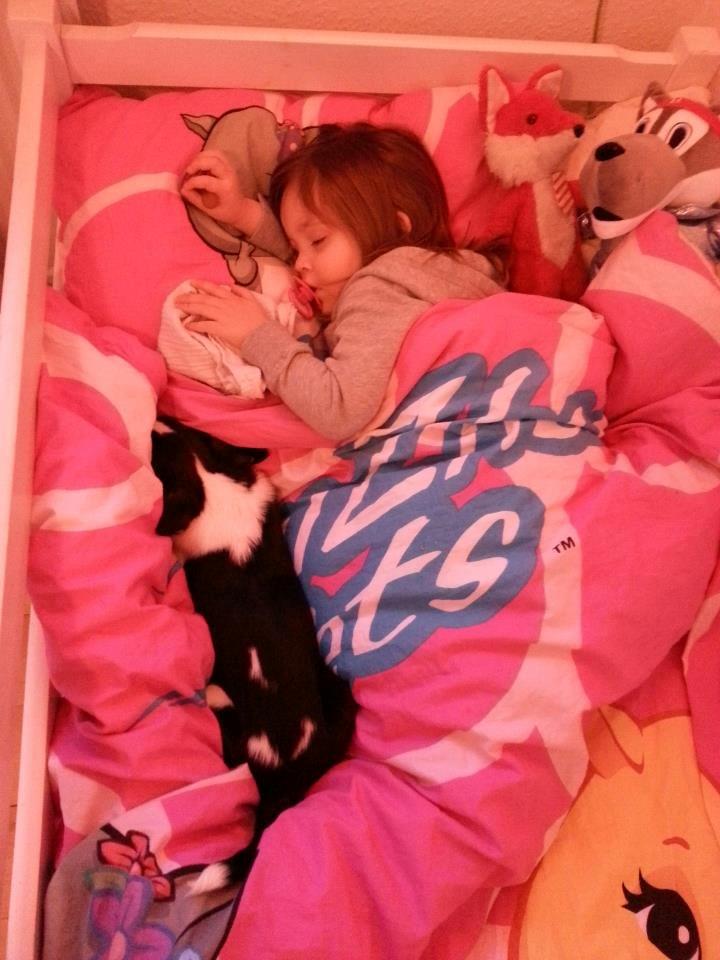 Dansk svensk gaardhund Kvik billede 3