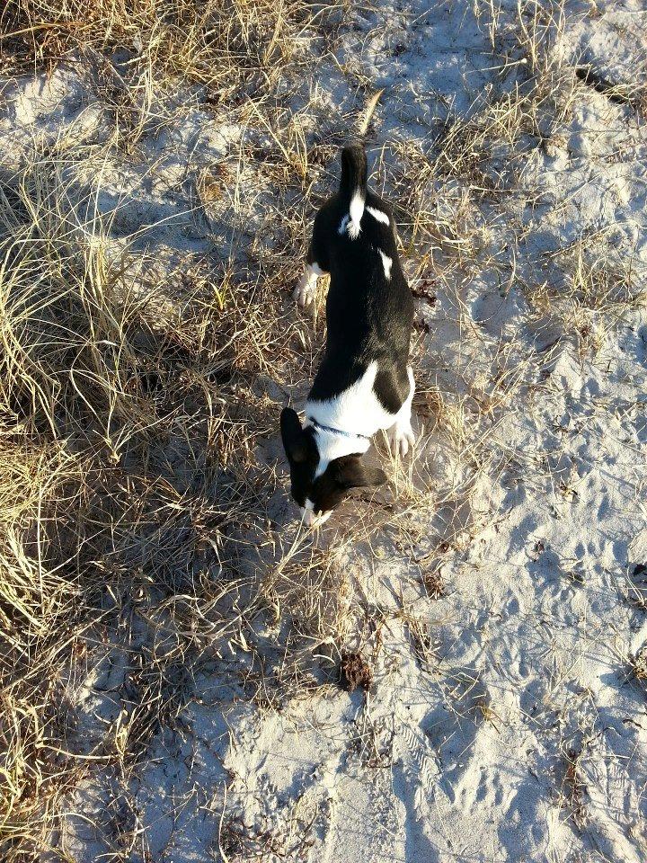 Dansk svensk gaardhund Kvik billede 4