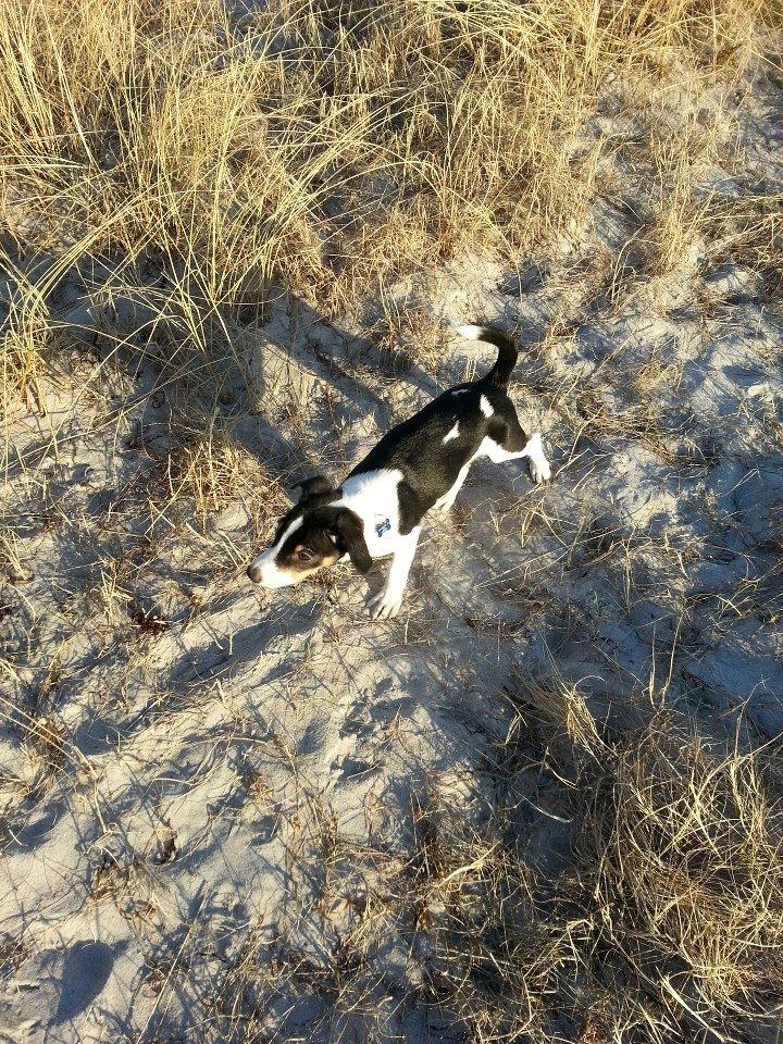 Dansk svensk gaardhund Kvik billede 5