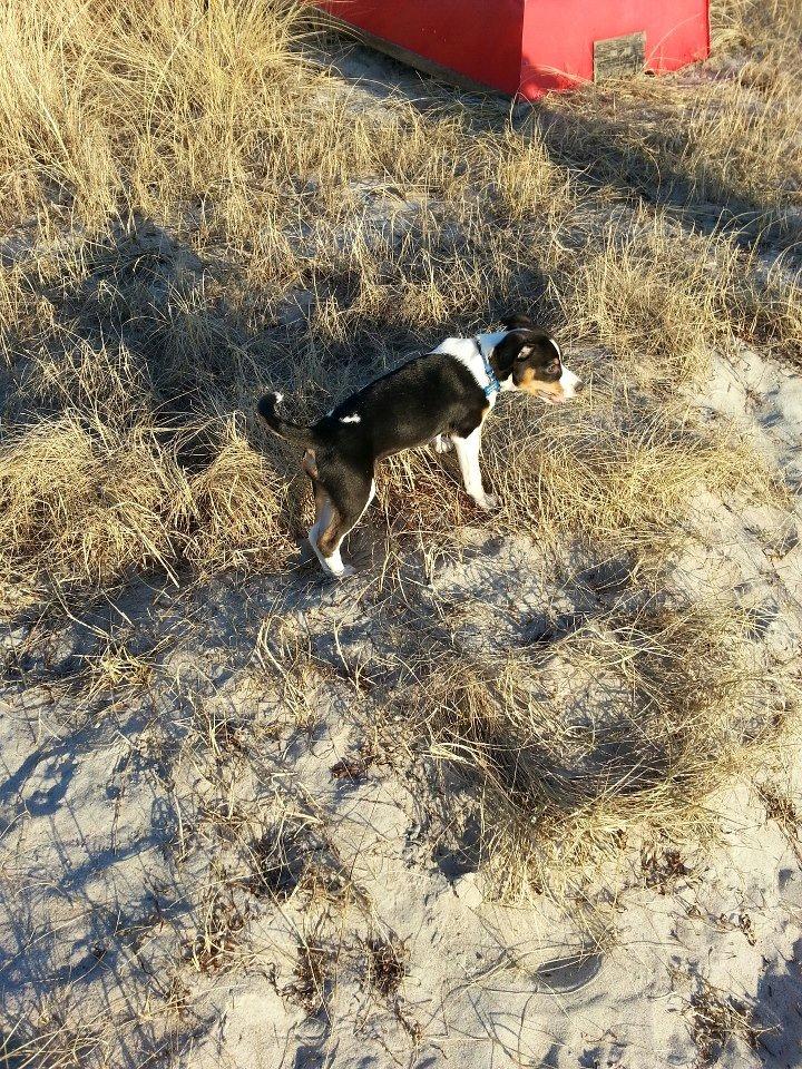 Dansk svensk gaardhund Kvik billede 6