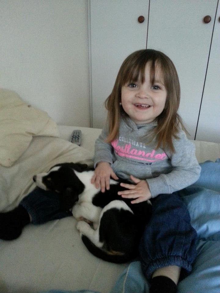 Dansk svensk gaardhund Kvik billede 7