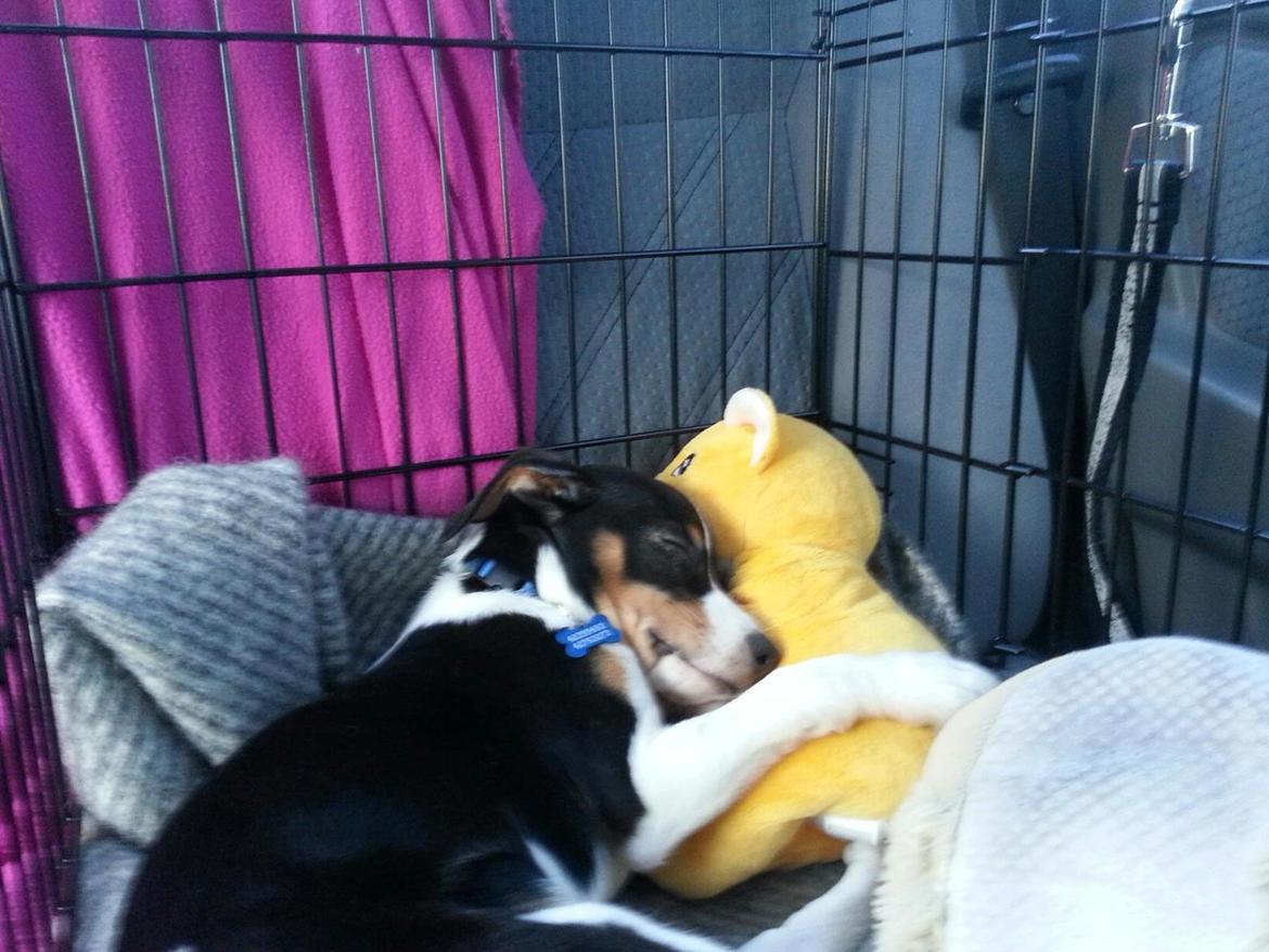 Dansk svensk gaardhund Kvik billede 8