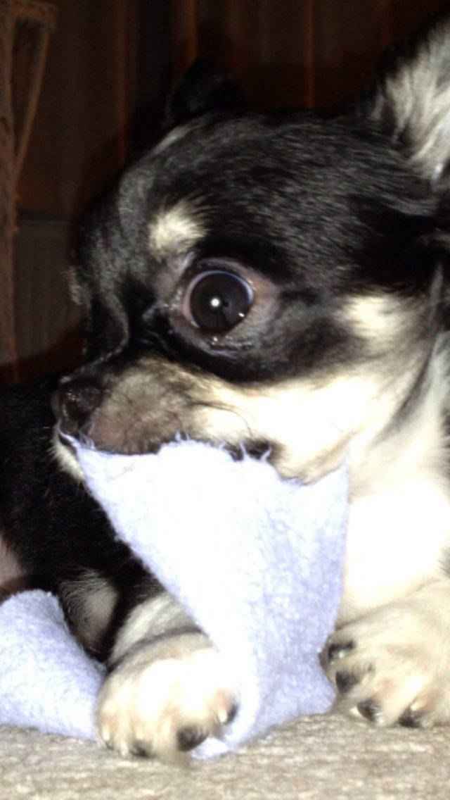 Chihuahua Chanel billede 11