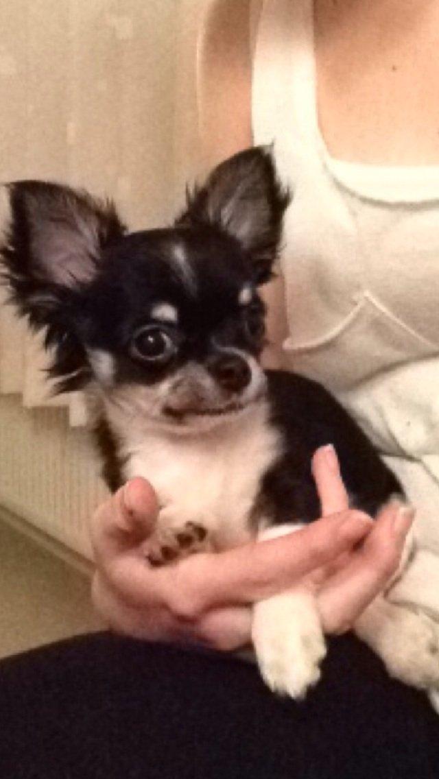 Chihuahua Chanel billede 12