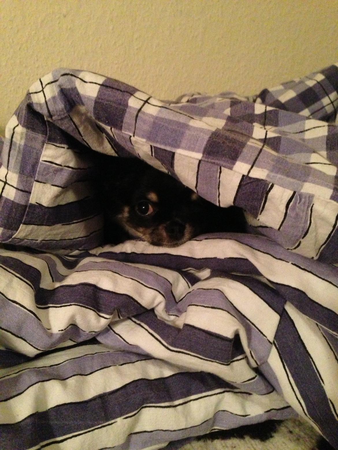 Chihuahua Chanel billede 13