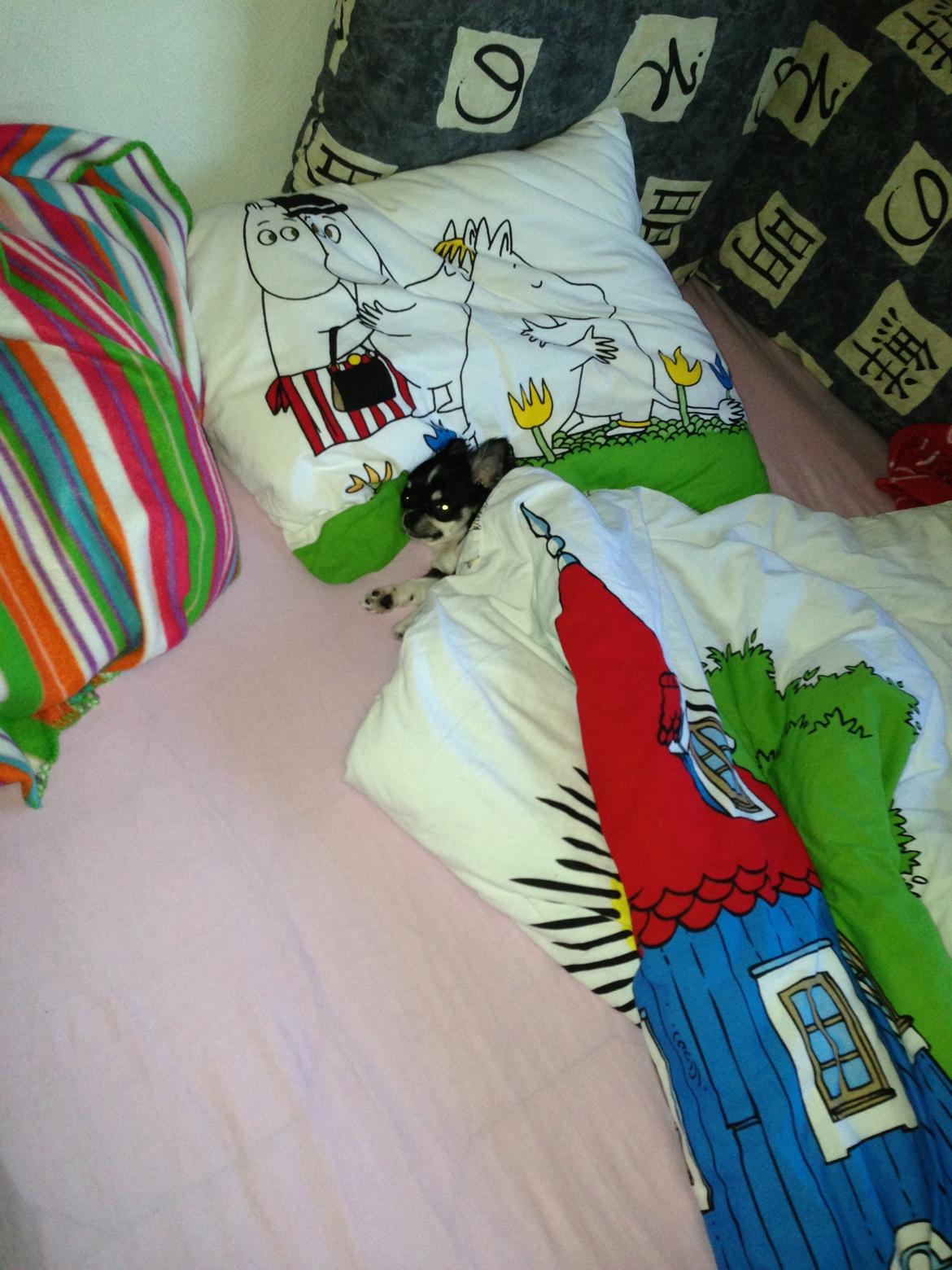 Chihuahua Chanel billede 14