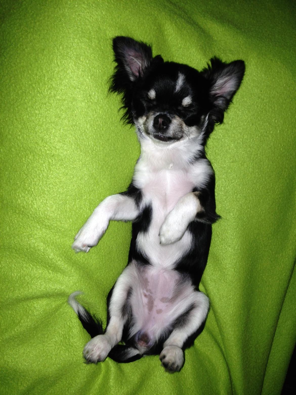 Chihuahua Chanel billede 15