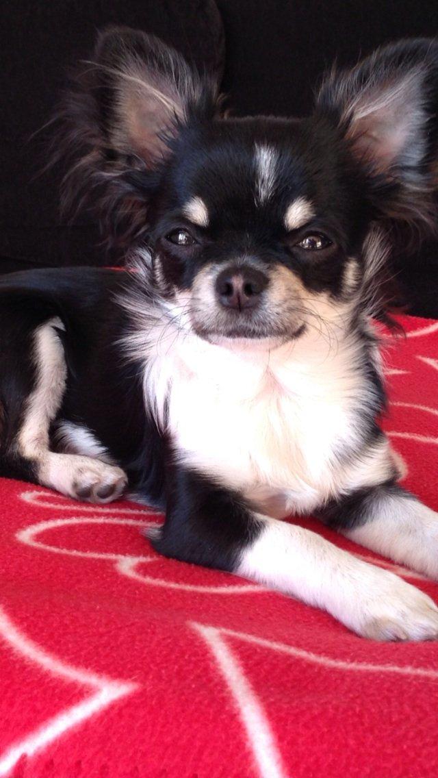 Chihuahua Chanel billede 16