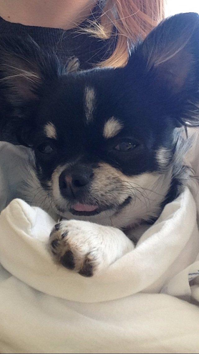 Chihuahua Chanel billede 17