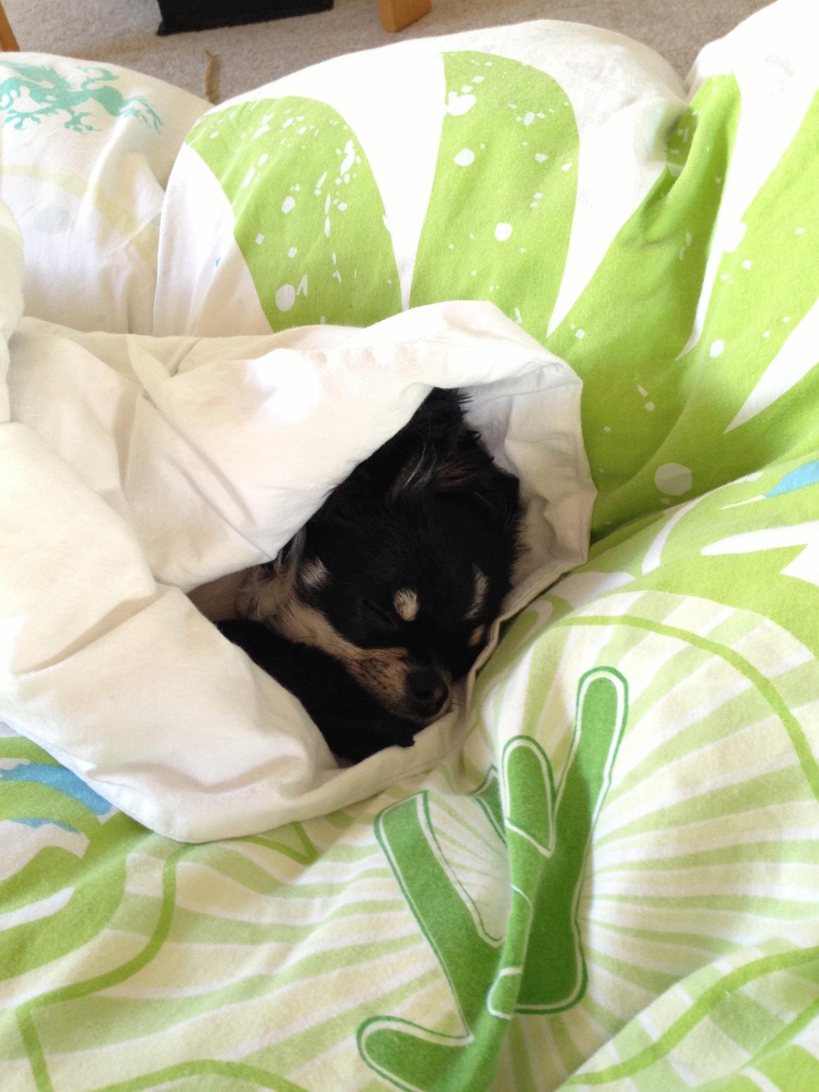 Chihuahua Chanel billede 19