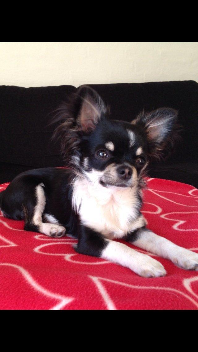 Chihuahua Chanel billede 20