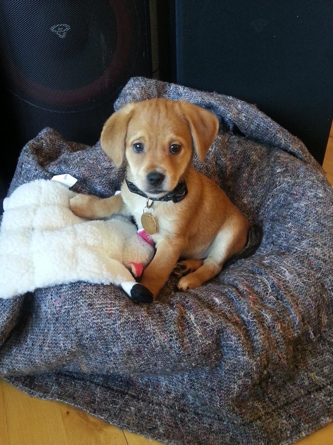 Blanding af racer Schlüter - 9 uger gammel og lige kommet hjem billede 11