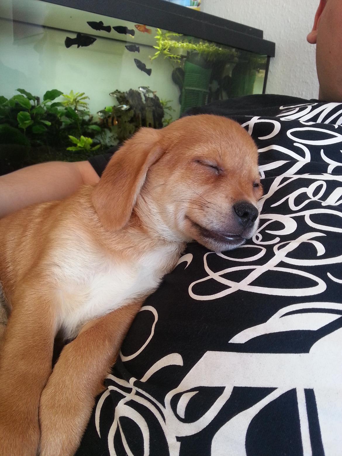 Blanding af racer Schlüter - 9 uger gammel... puha det er hårdt at være hvalp... billede 12