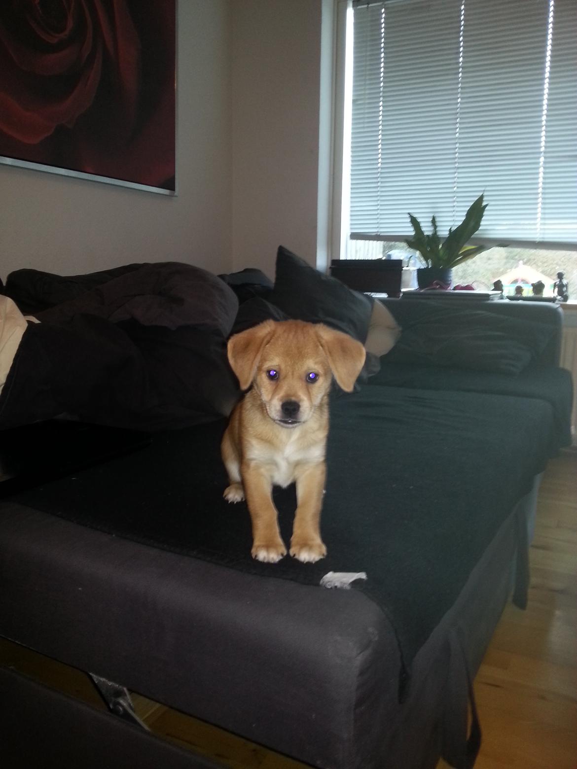 Blanding af racer Schlüter - 9 uger gammel billede 13