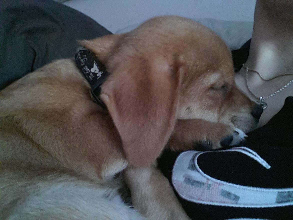 Blanding af racer Schlüter - 9 uger gammel og total ynglingssted ;-) billede 14