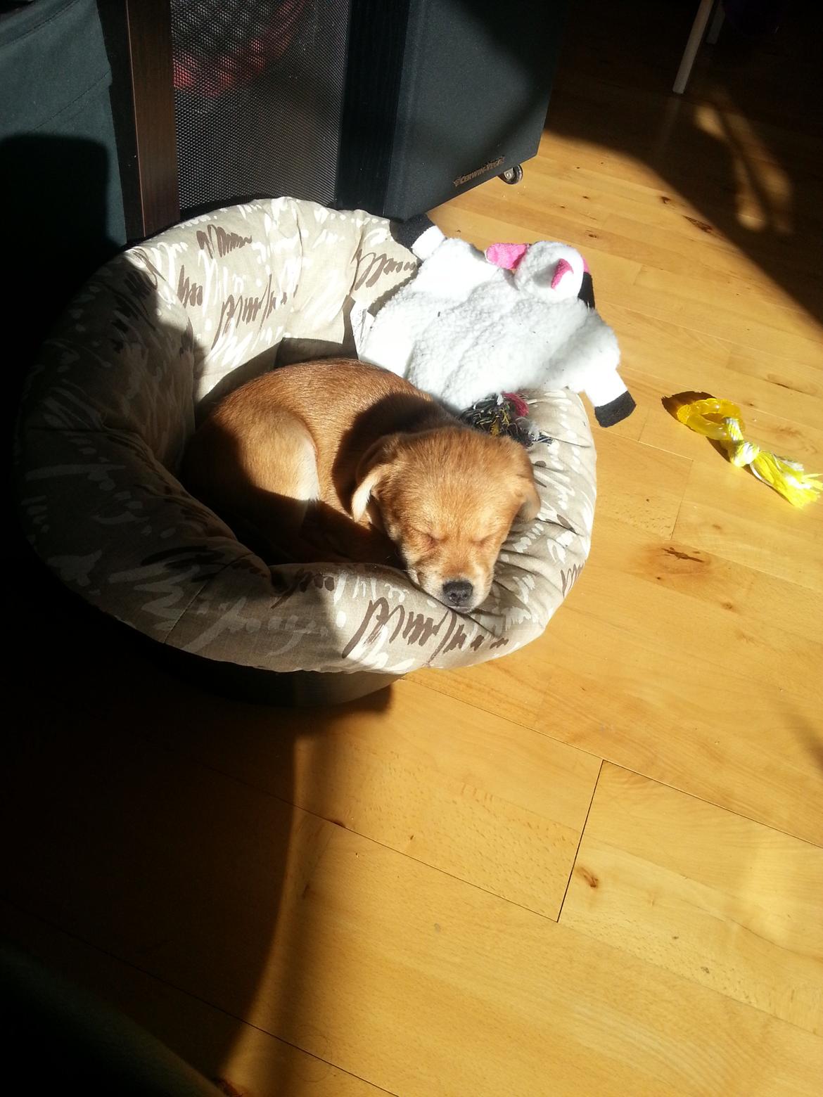 Blanding af racer Schlüter - 9 uger gammel. Aaahhhh lige i solen ;-) billede 15