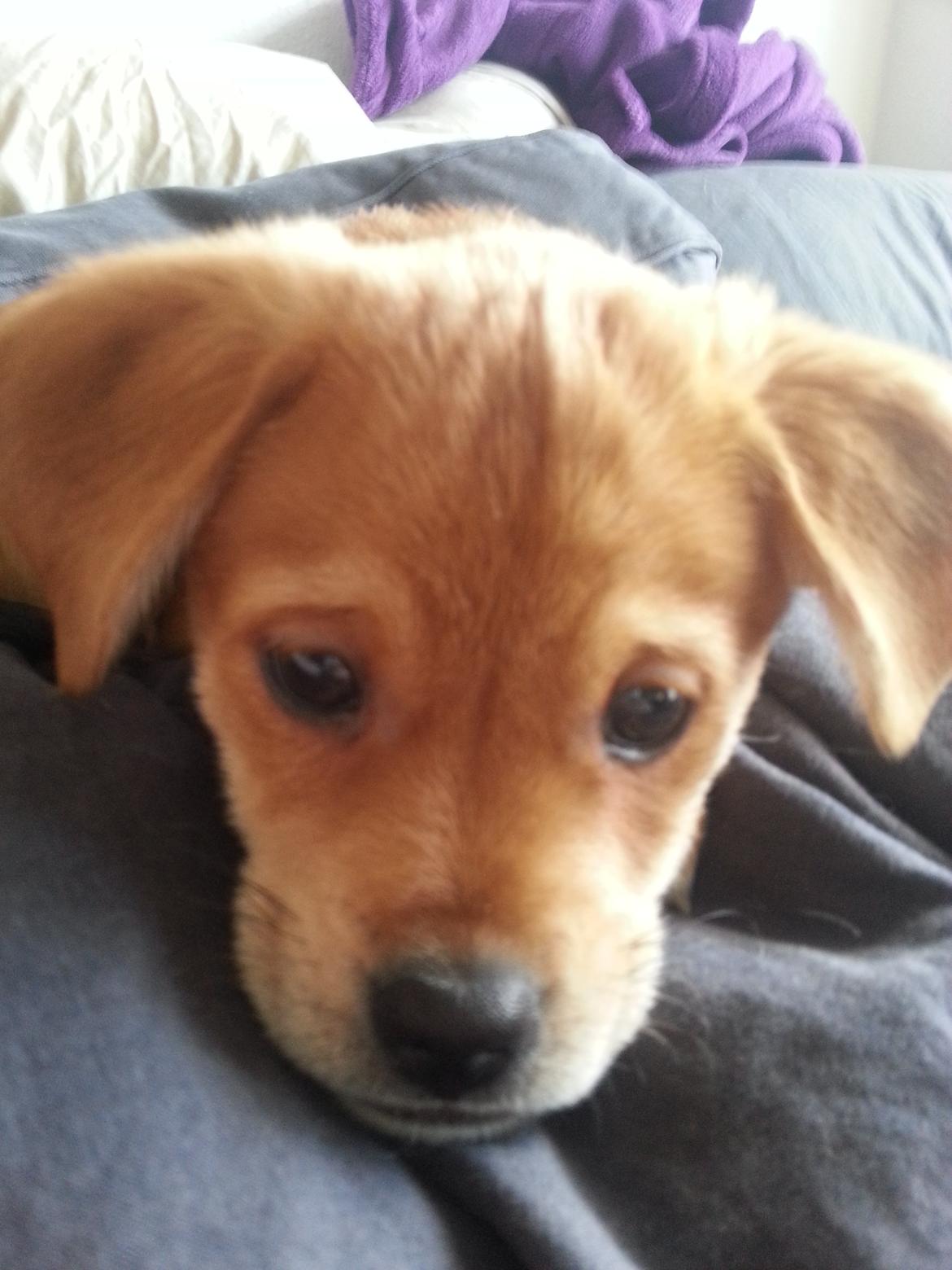 Blanding af racer Schlüter - 9 uger og total cute <3 billede 16