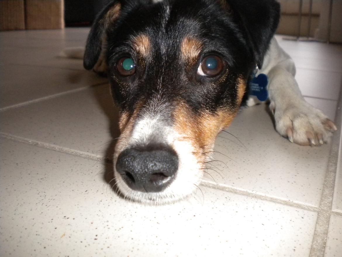 Dansk svensk gaardhund Futte - velkomme til Futte s profil håber i kan li den<3   billede 1