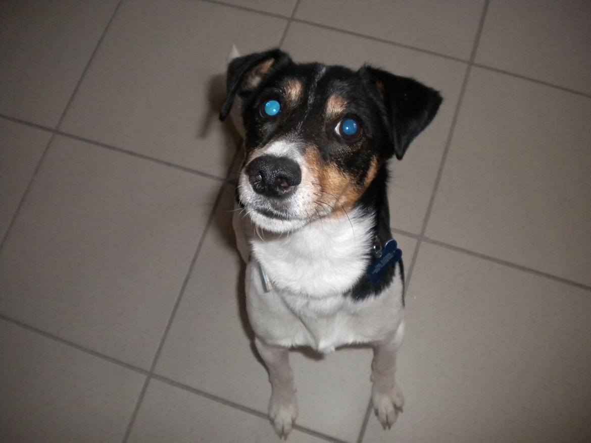 Dansk svensk gaardhund Futte billede 14