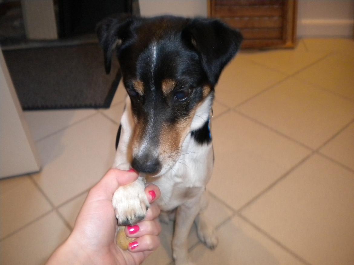 Dansk svensk gaardhund Futte - En ven for livet <3  billede 7