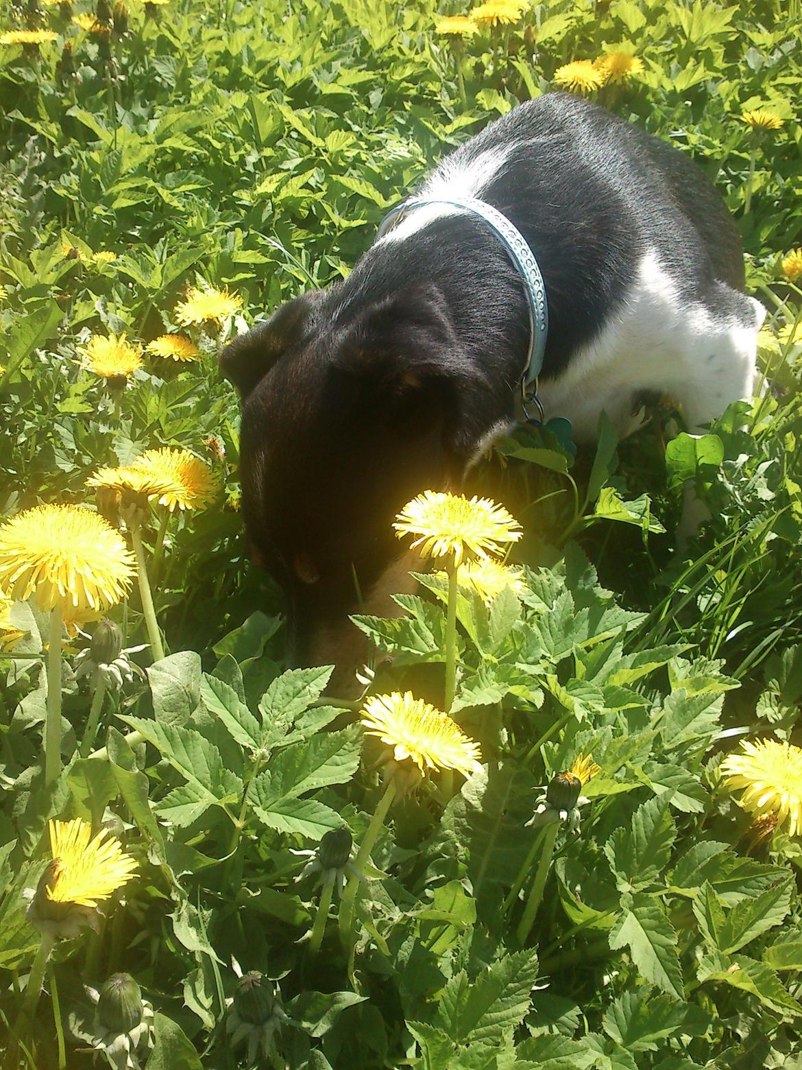 Dansk svensk gaardhund Futte - De blomster dufter godt ;) billede 15