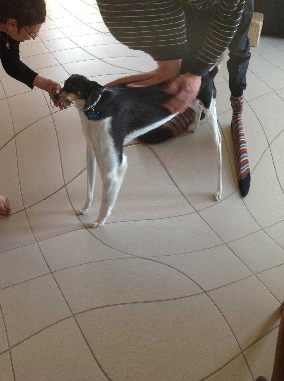 Dansk svensk gaardhund Futte - sjove billeder af Futte :) billede 16