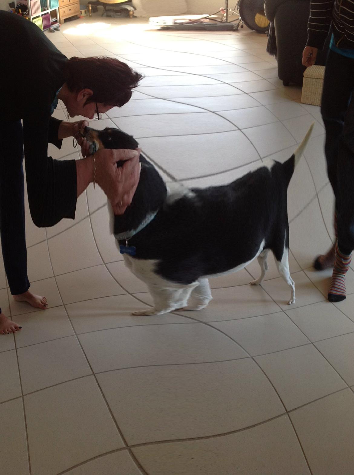 Dansk svensk gaardhund Futte - tygge Futte ;) billede 5