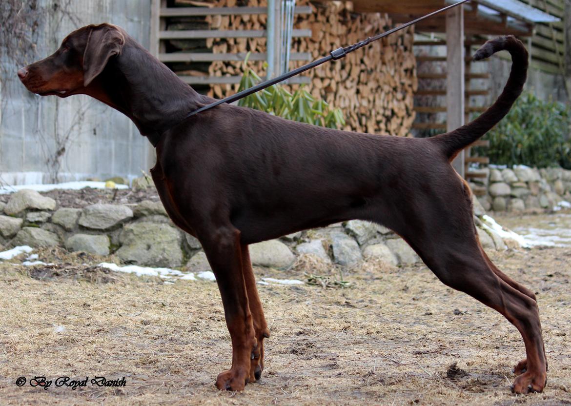 Dobermann Royal Danish Baronesse von Blixen - Blixen 8 måneder billede 11