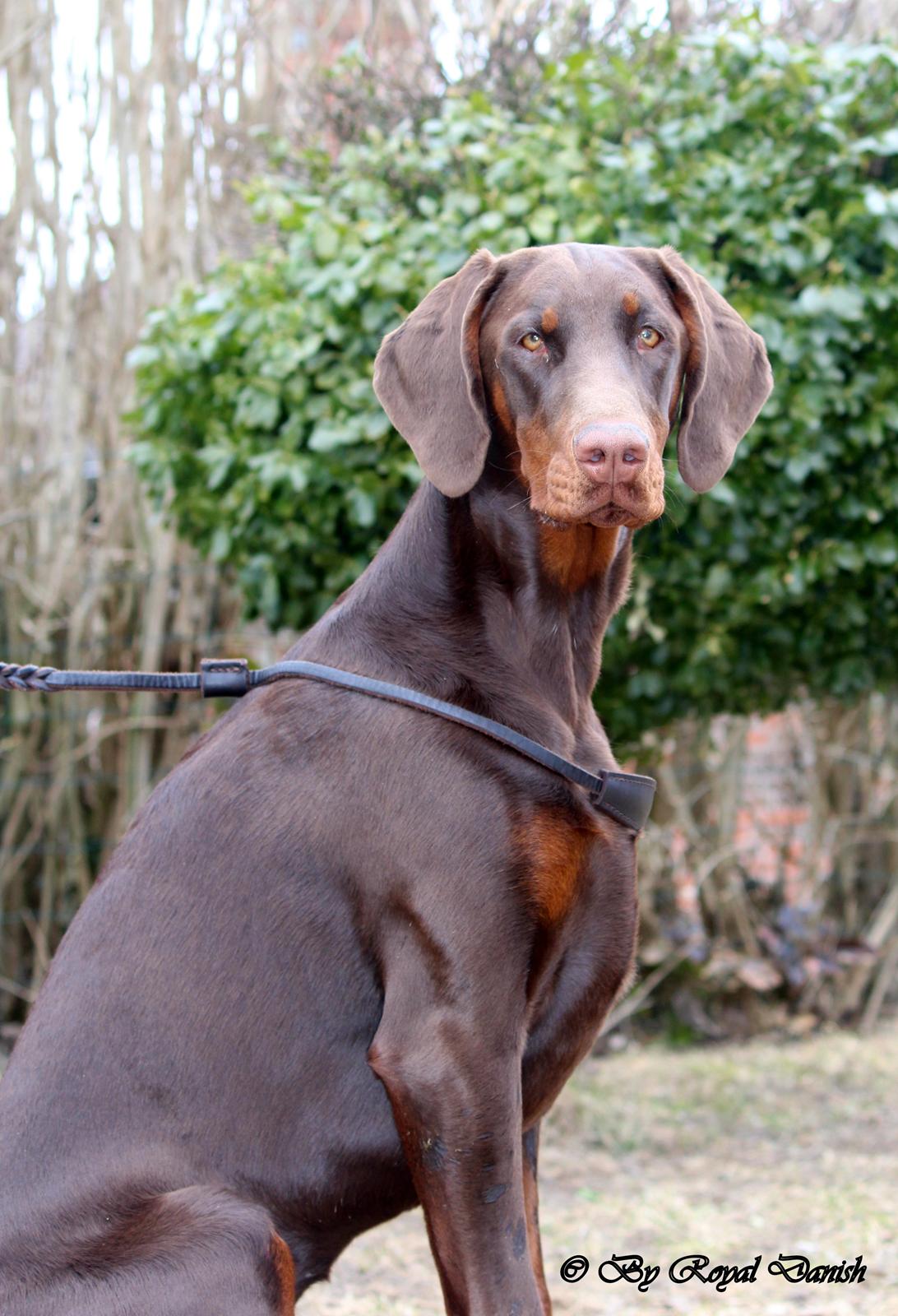 Dobermann Royal Danish Baronesse von Blixen - Blixen 8 måneder billede 12