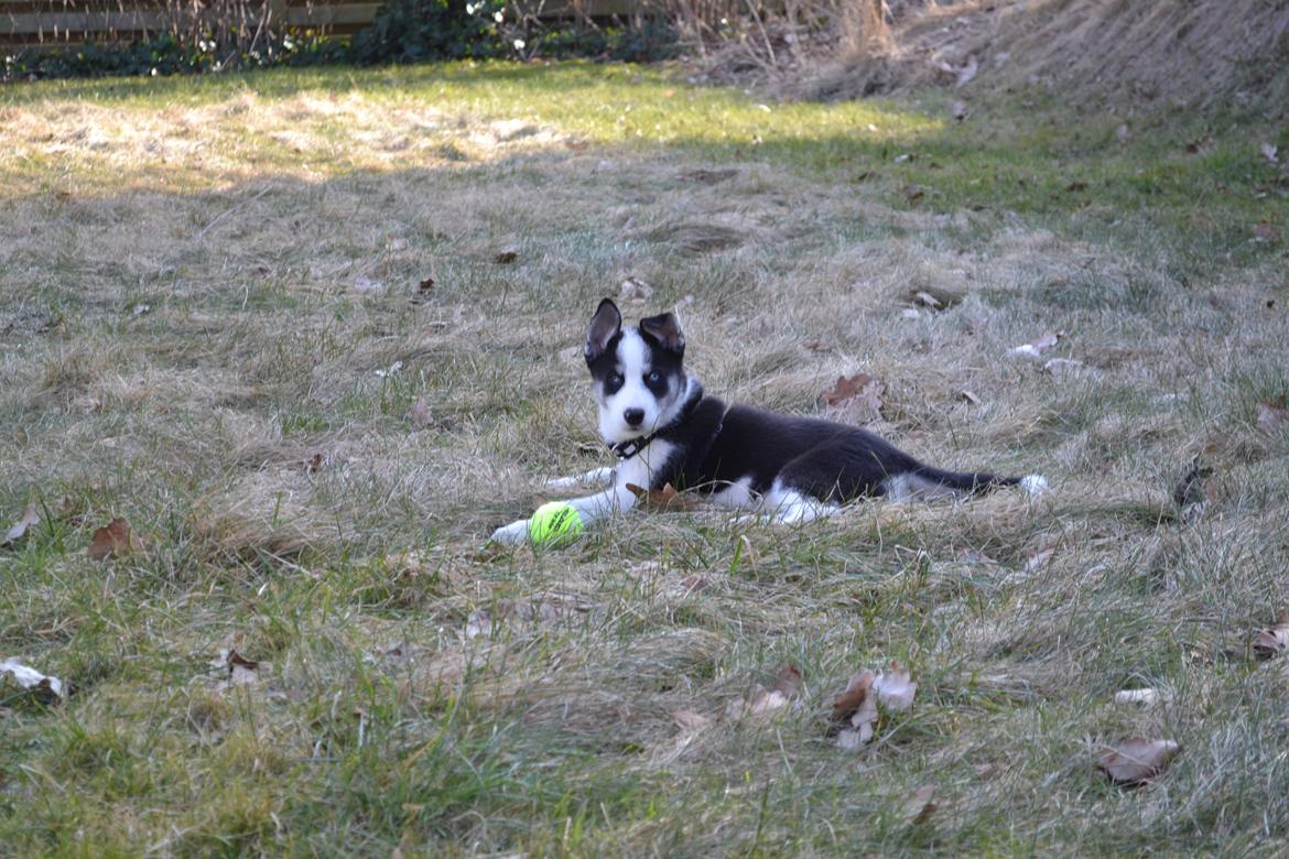 Blanding af racer Blaze billede 12