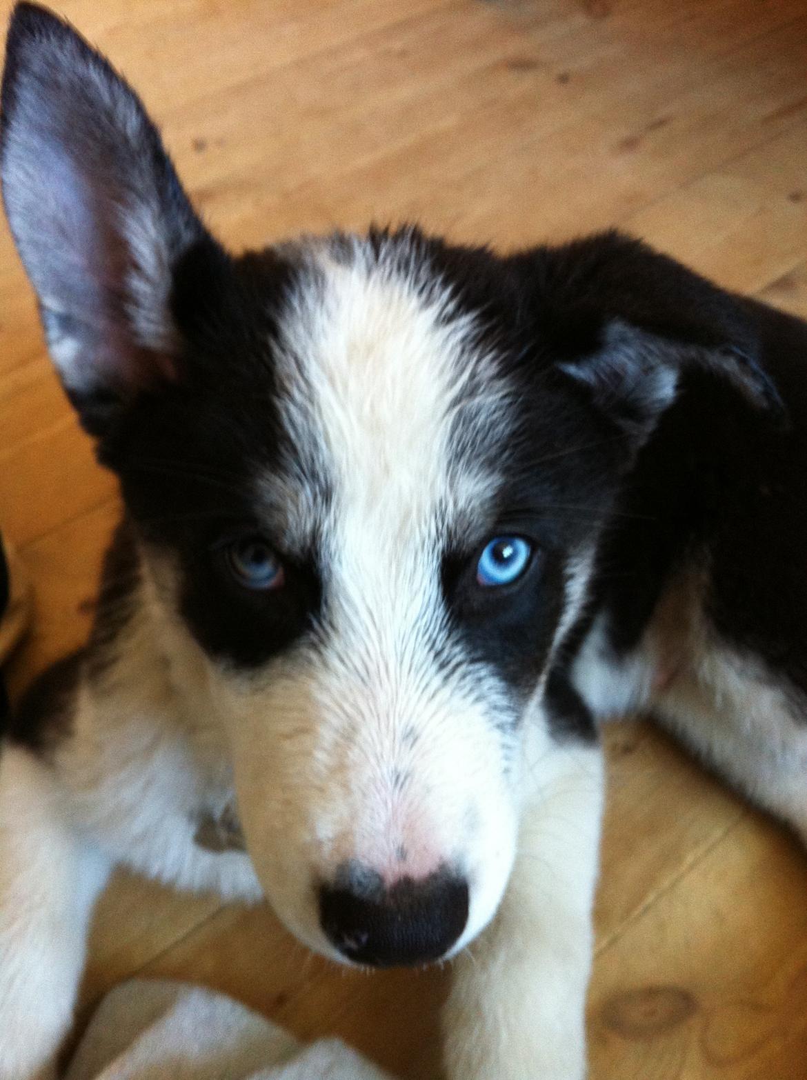 Blanding af racer Blaze - Efter en mudret dag i hundeskoven! billede 13