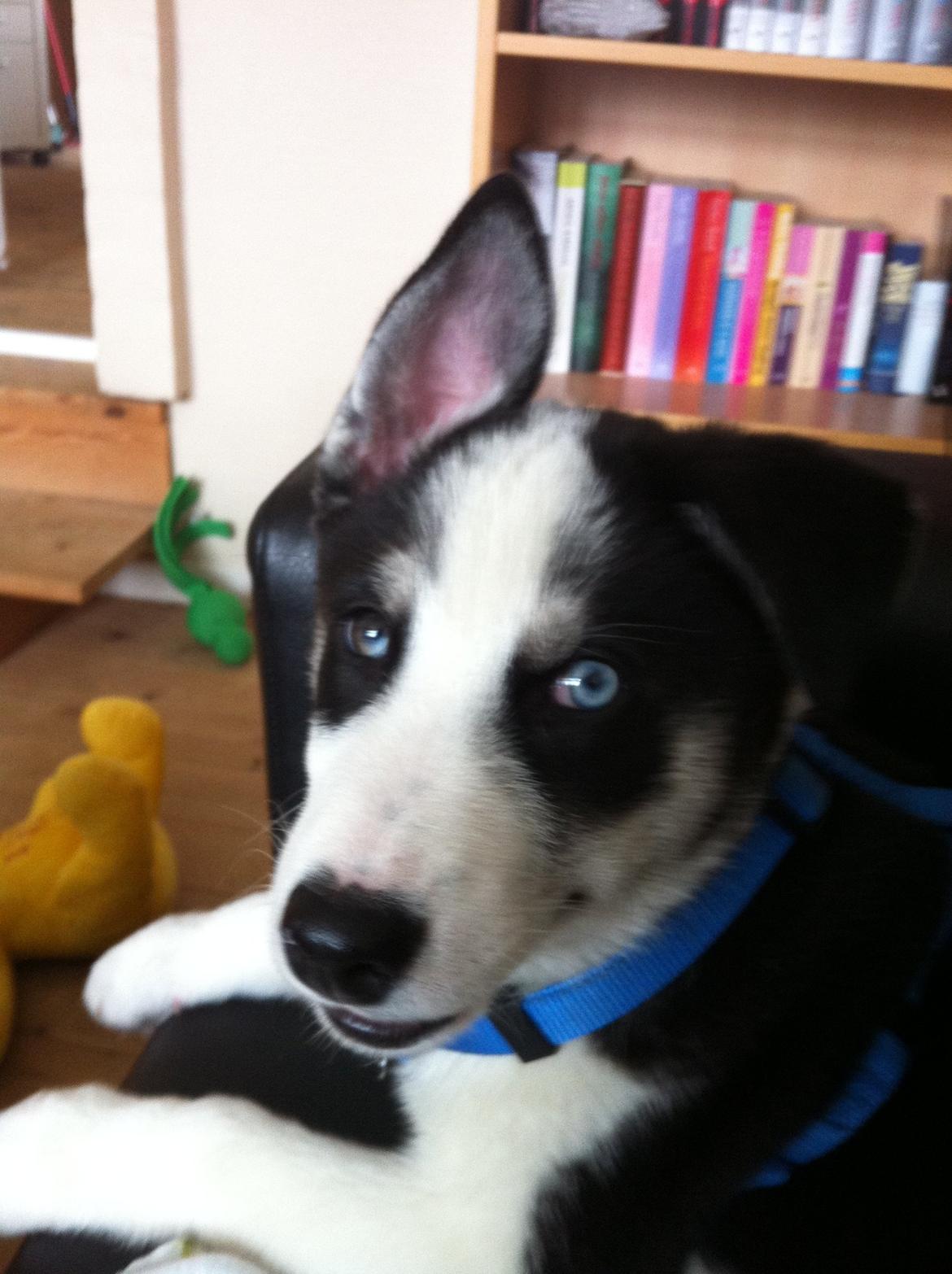 Blanding af racer Blaze billede 14