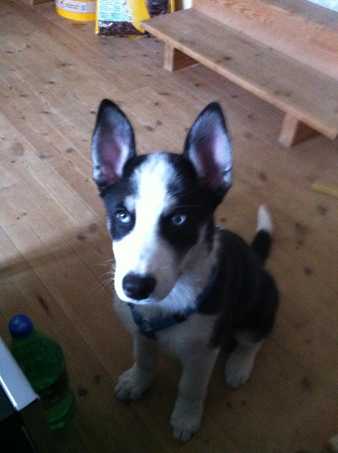 Blanding af racer Blaze billede 16