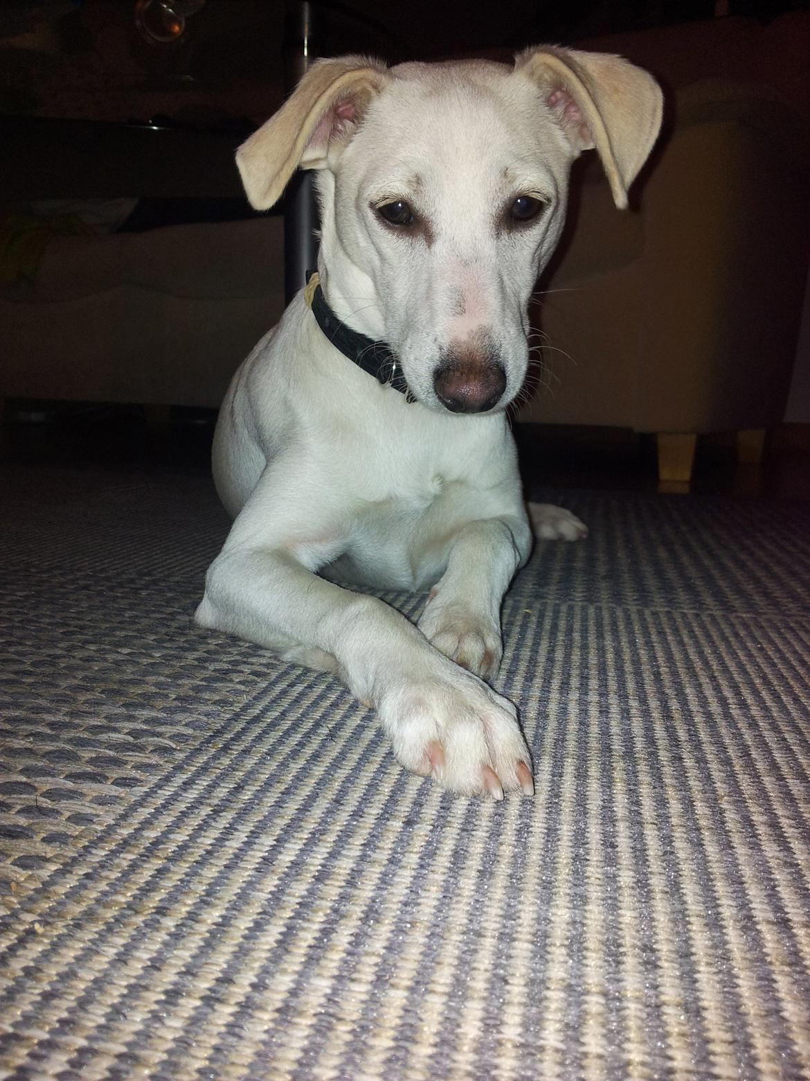 Dansk svensk gaardhund Basse - Hej jeg hedder Basse. Velkommen til min profil :) billede 1