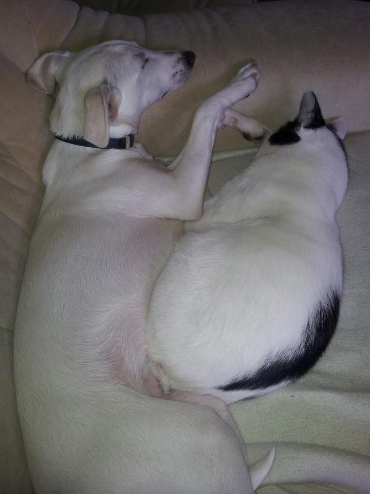 Dansk svensk gaardhund Basse - Min bedste ven Chiko og jeg :)  billede 2