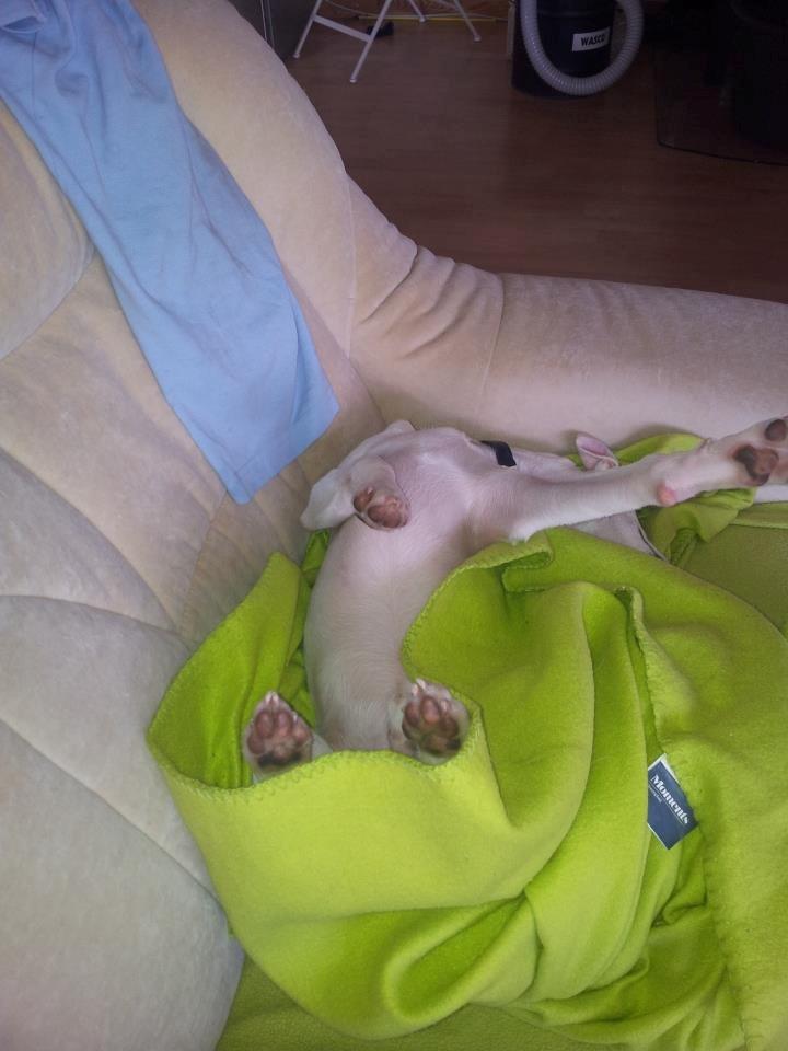 Dansk svensk gaardhund Basse - Yndlings sove stilling :D billede 3