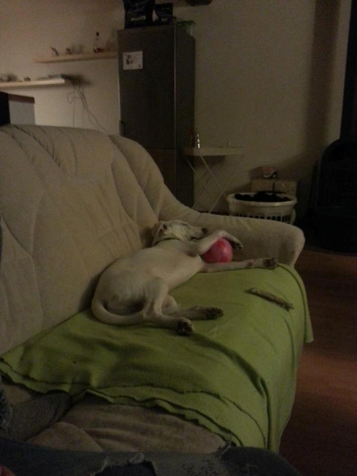 Dansk svensk gaardhund Basse - Kan simpelthen ikke undvære den bold selvom der næsten ikke er mere fyld i den :) billede 4