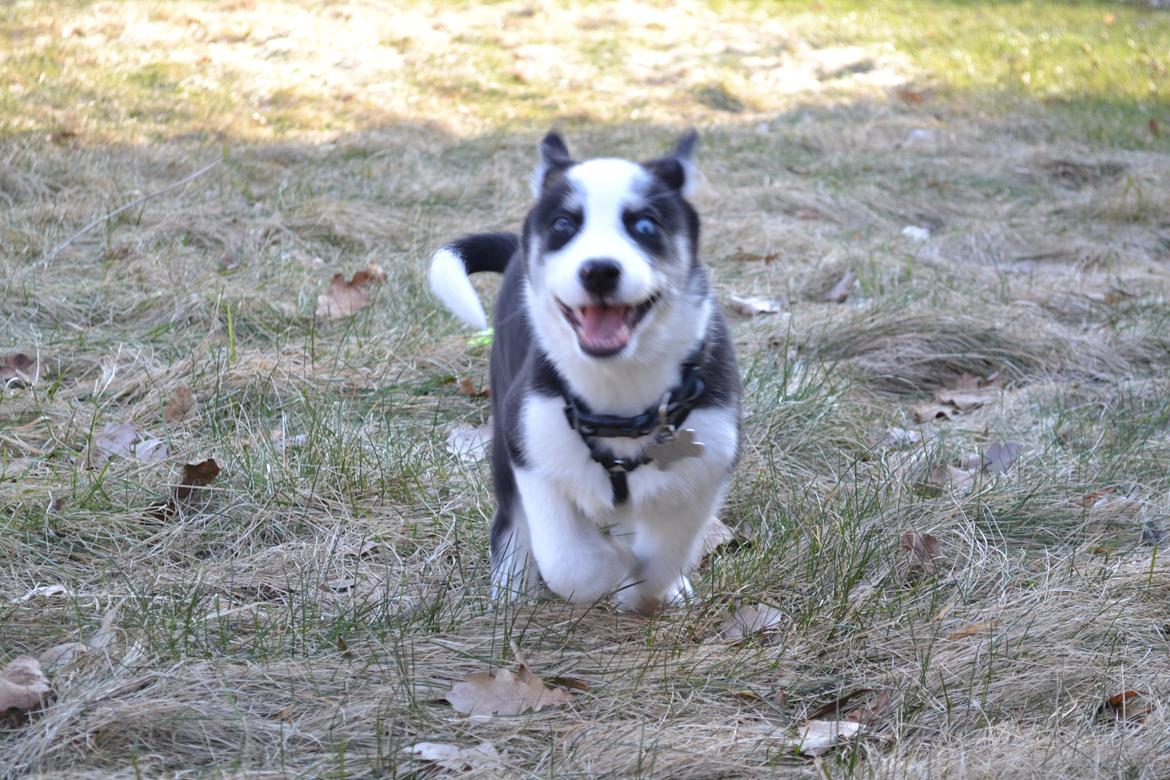 Blanding af racer Blaze billede 3