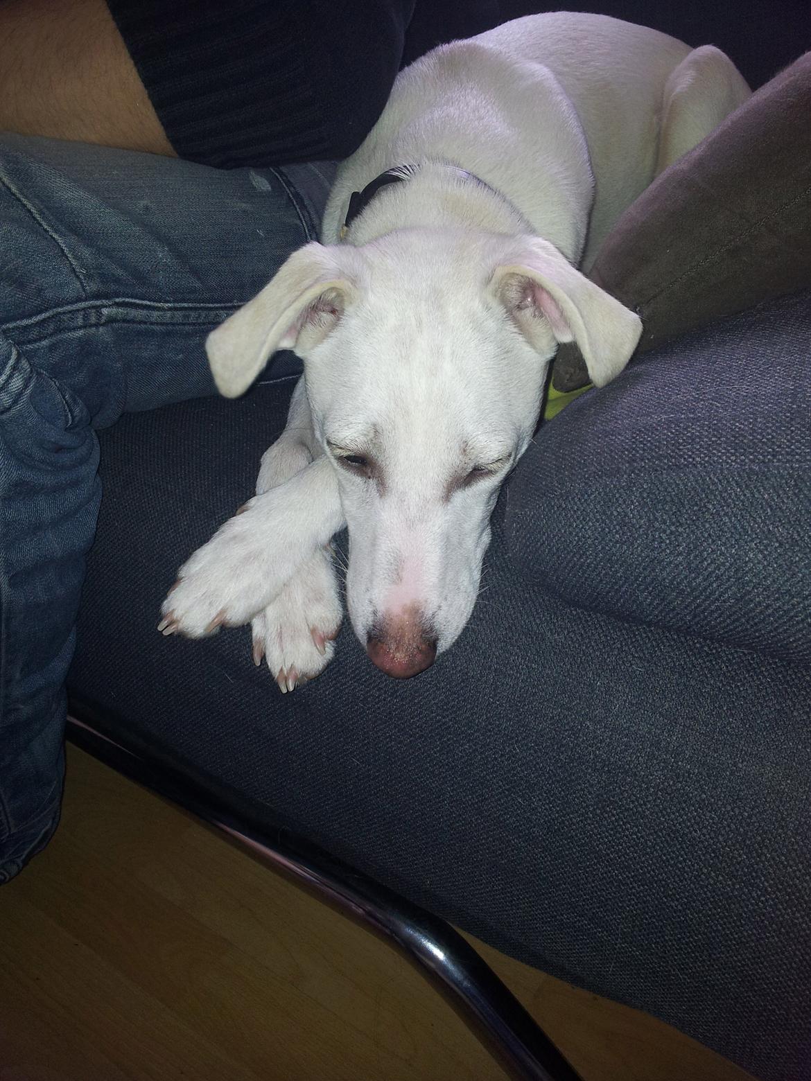 Dansk svensk gaardhund Basse - Må jeg gerne tage godbidden på gulvet nu?  billede 5