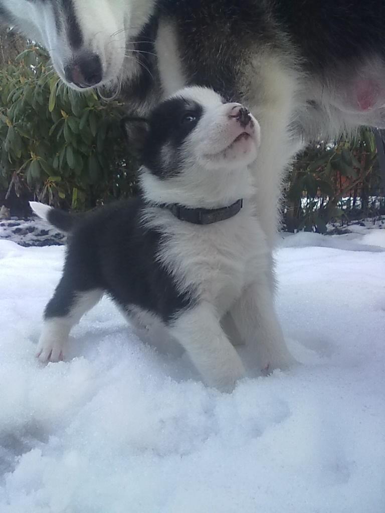 Blanding af racer Blaze billede 4