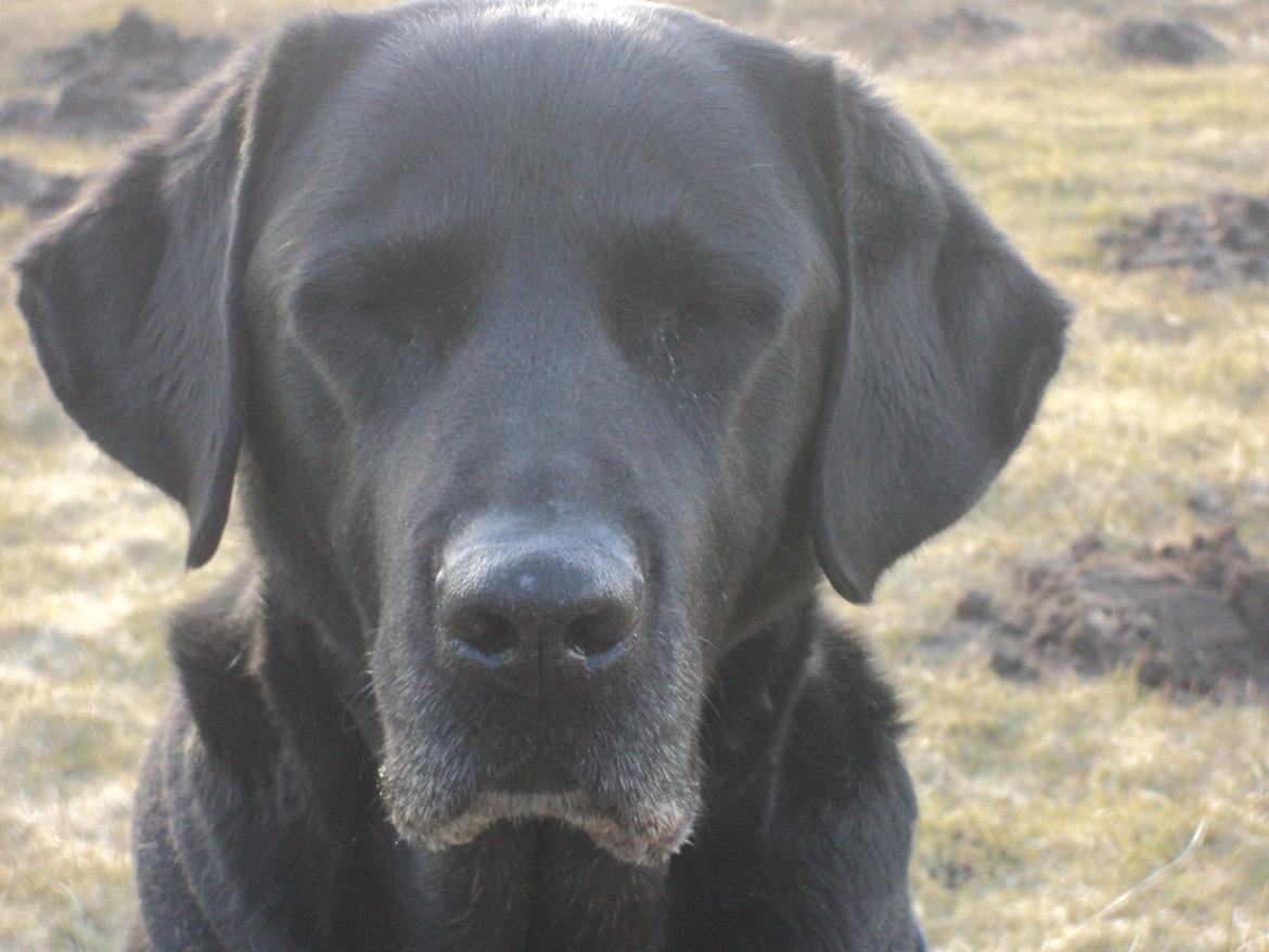 Labrador retriever Raja billede 19