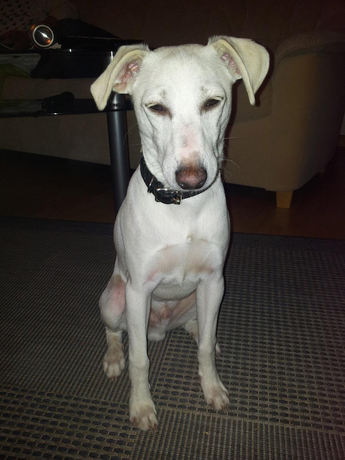 Dansk svensk gaardhund Basse - Venter på godbid efter en god gåtur billede 6