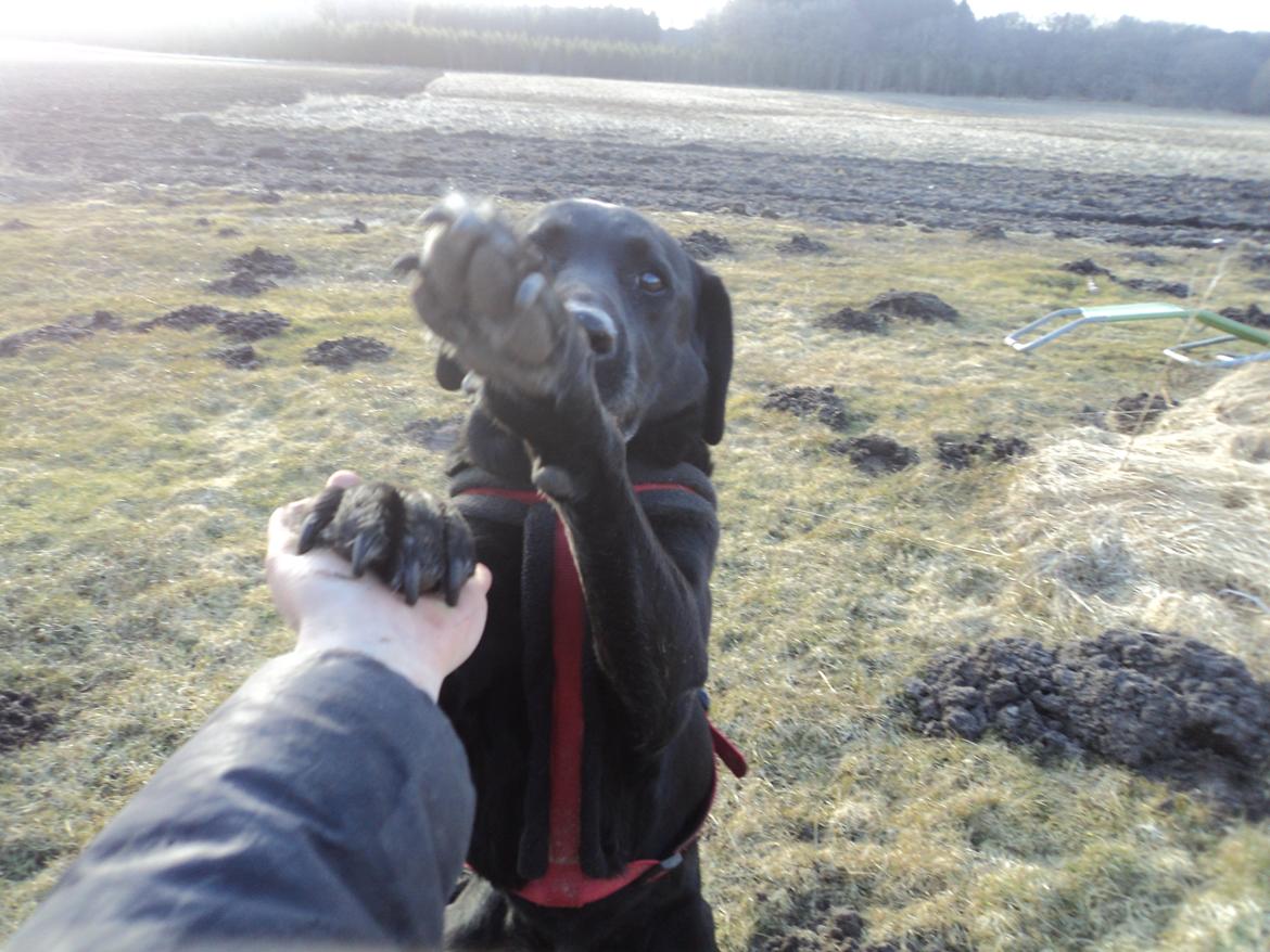 Labrador retriever Raja - Raja, Raja, få så den hånd ned, man må ikke Heile!  billede 9